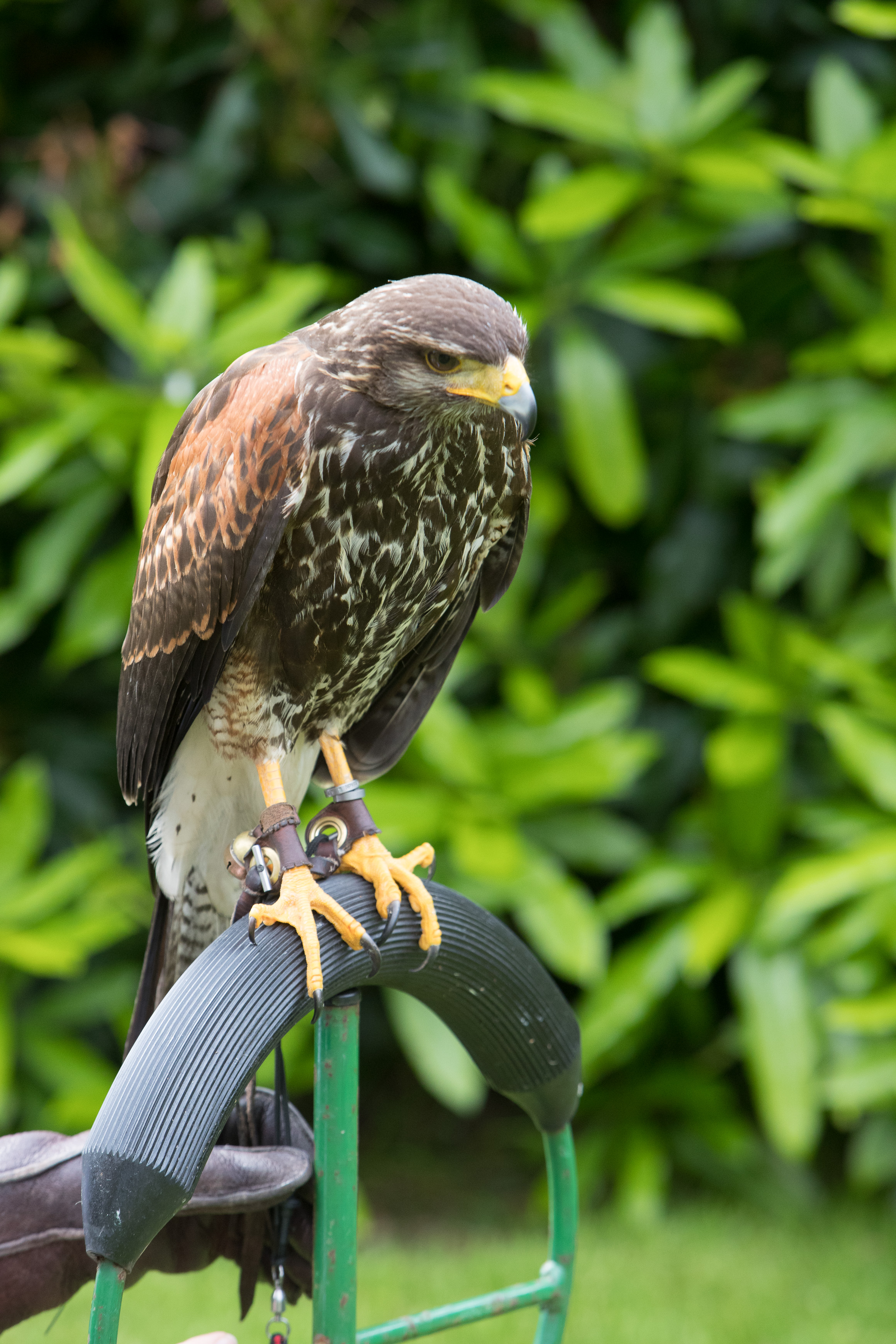 Canon Canon EOS-1D X Mark II EF70-200mm f/2.8L IS USM 200 mm 1/400 sec at f / 6.3 ISO 1600