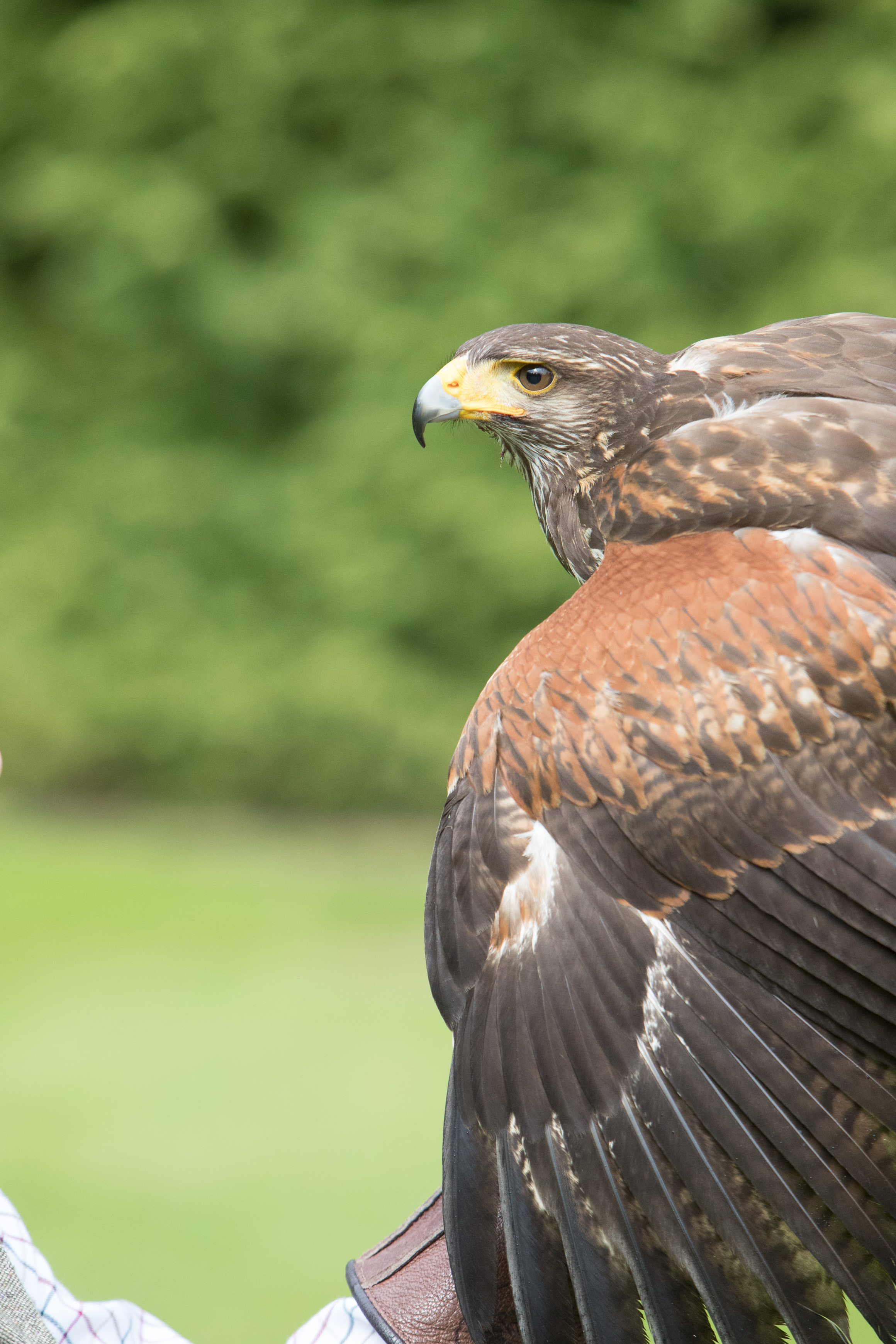 Canon Canon EOS-1D X Mark II EF70-200mm f/2.8L IS USM 200 mm 1/2000 sec at f / 5.6 ISO 2000