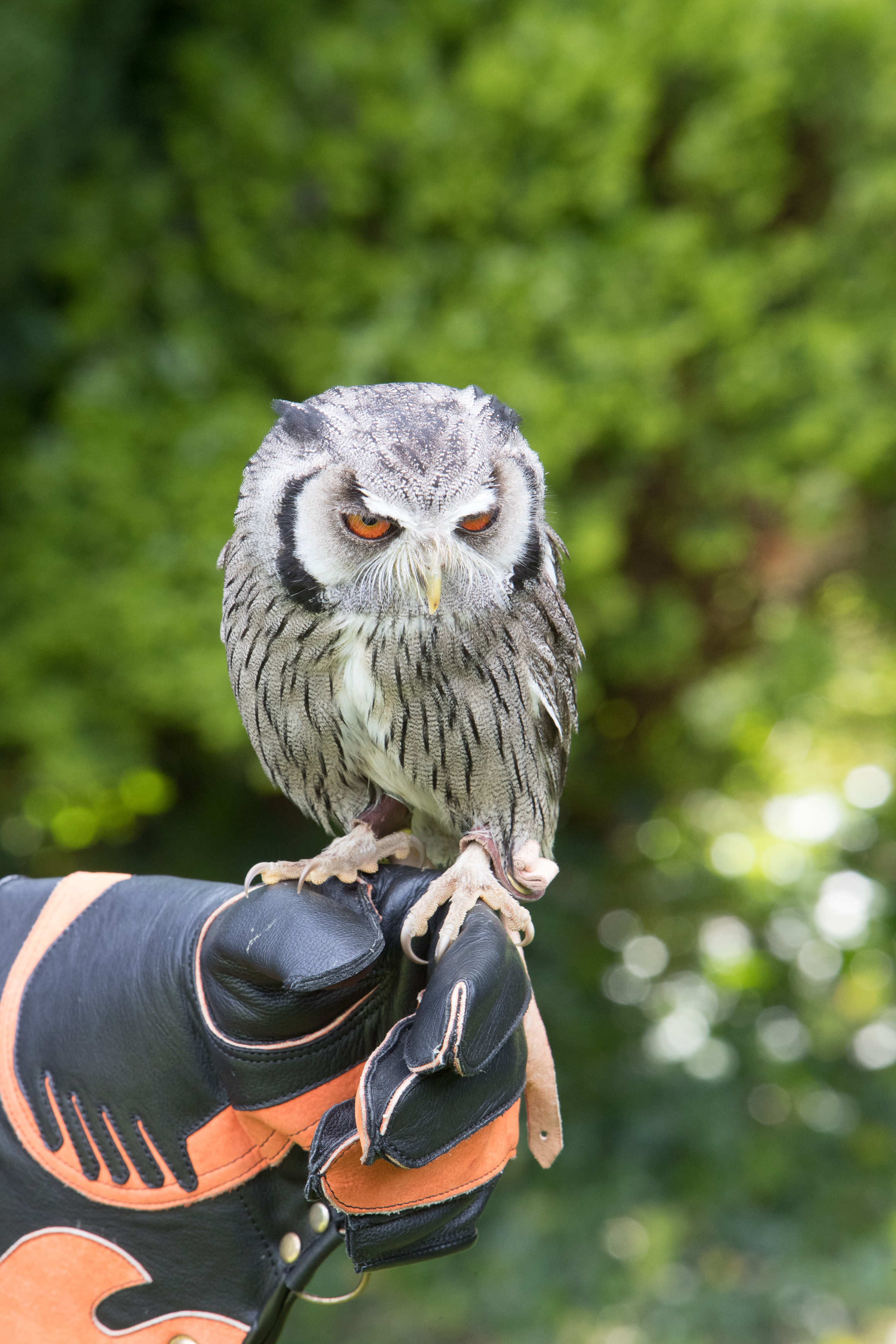 Canon Canon EOS-1D X Mark II EF70-200mm f/2.8L IS USM 200 mm 1/125 sec at f / 13 ISO 1600