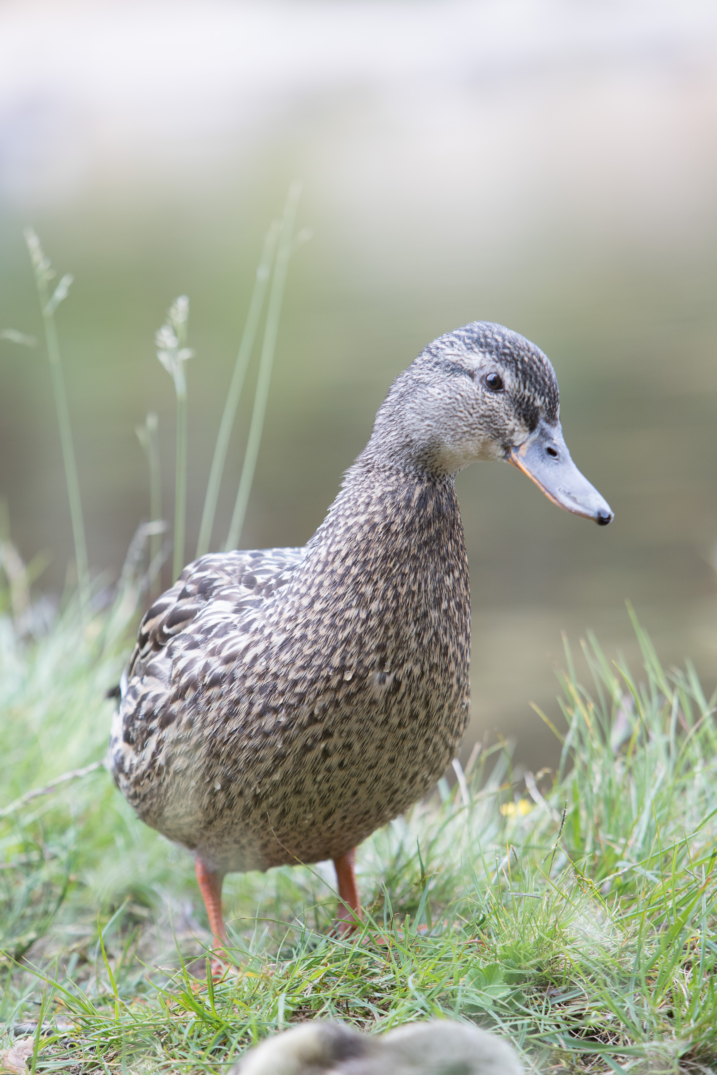 Canon Canon EOS-1D X Mark II EF70-200mm f/2.8L IS USM 200 mm 1/500 sec at f / 5.0 ISO 800