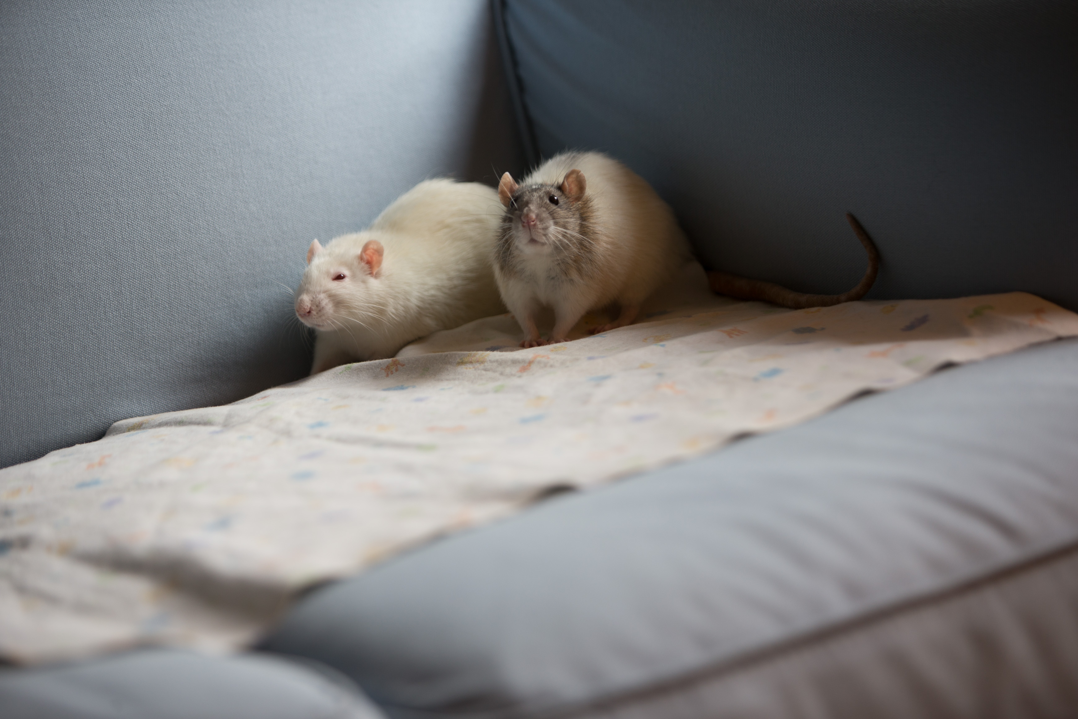 Canon Canon EOS-1D X EF70-200mm f/2.8L IS USM 120 mm 1/125 sec at f / 2.8 ISO 250