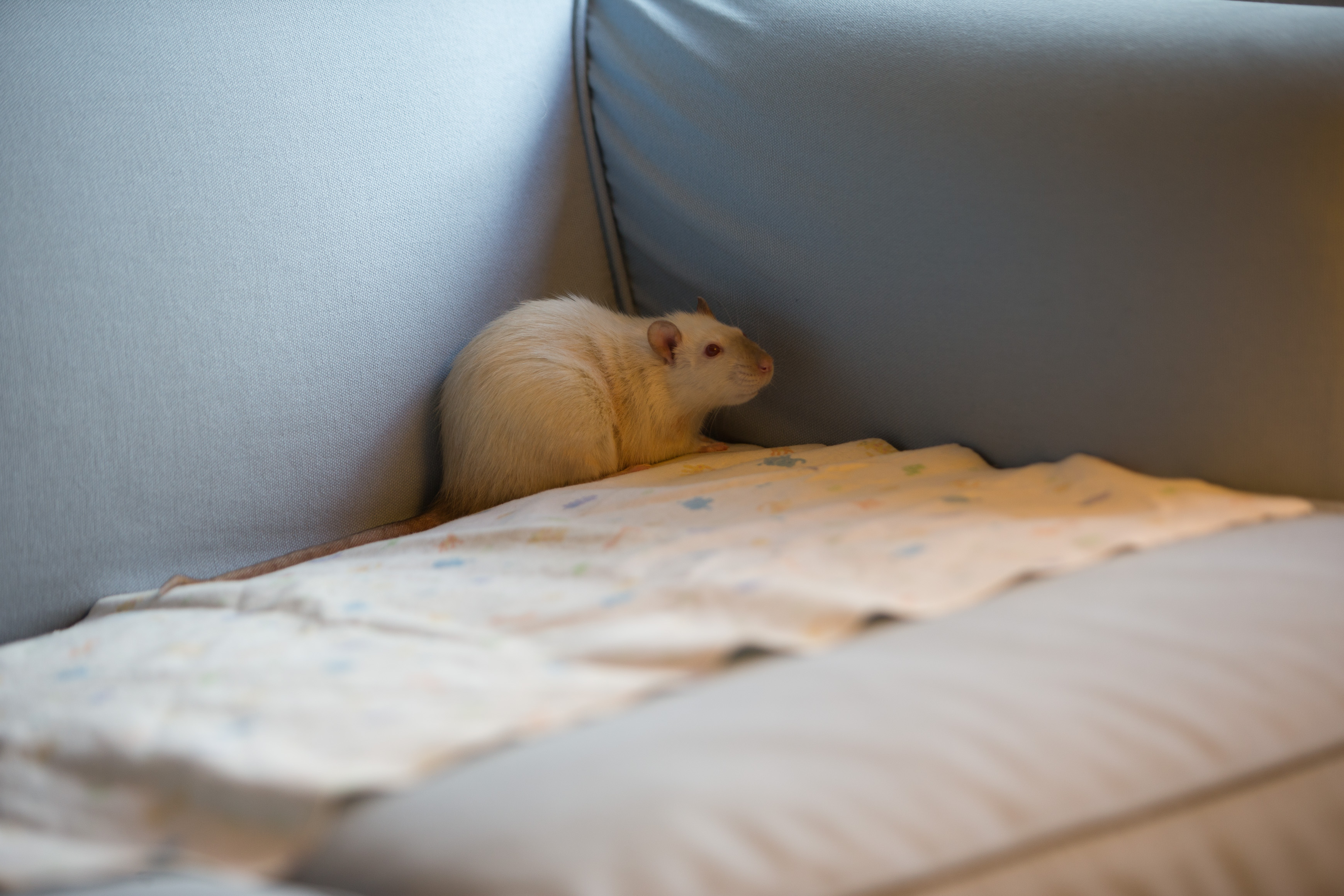 Canon Canon EOS-1D X EF70-200mm f/2.8L IS USM 120 mm 1/100 sec at f / 2.8 ISO 400