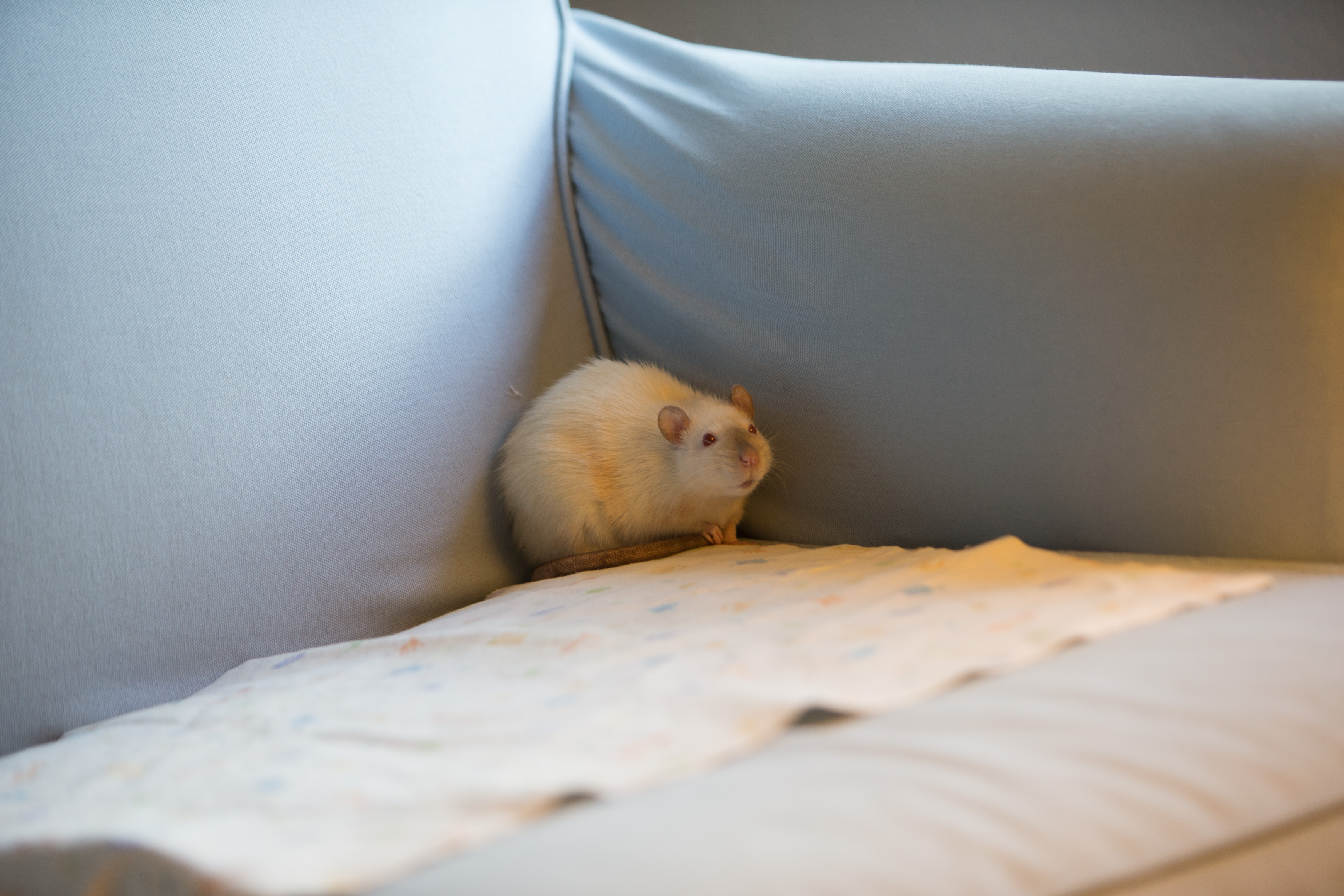 Canon Canon EOS-1D X EF70-200mm f/2.8L IS USM 120 mm 1/100 sec at f / 2.8 ISO 640