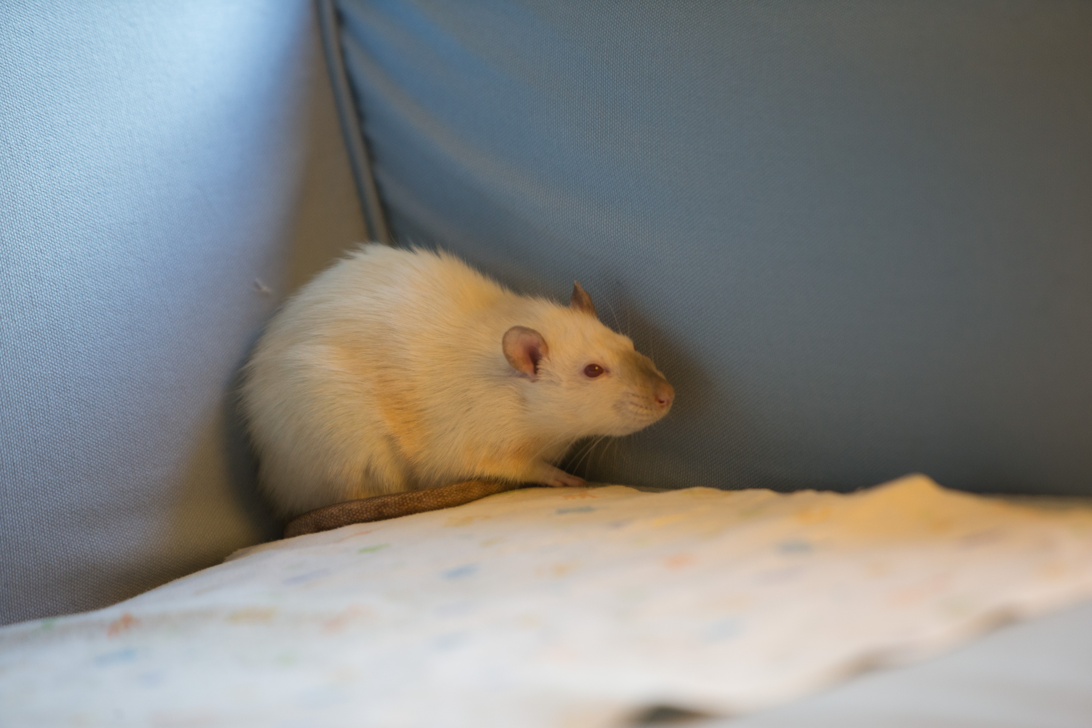 Canon Canon EOS-1D X EF70-200mm f/2.8L IS USM 200 mm 1/160 sec at f / 2.8 ISO 1250