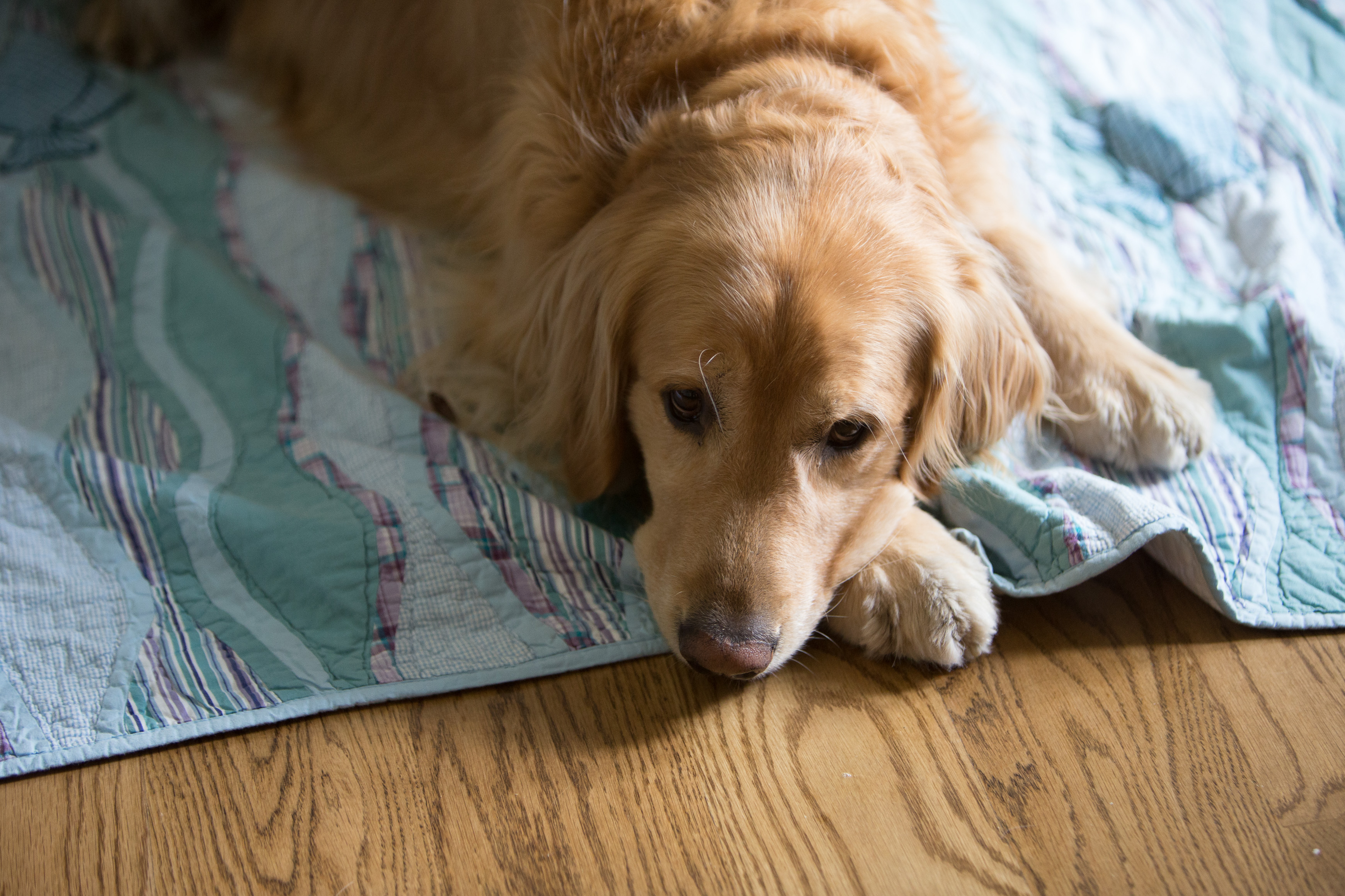 Canon Canon EOS-1D X EF70-200mm f/2.8L IS USM 70 mm 1/80 sec at f / 2.8 ISO 2000