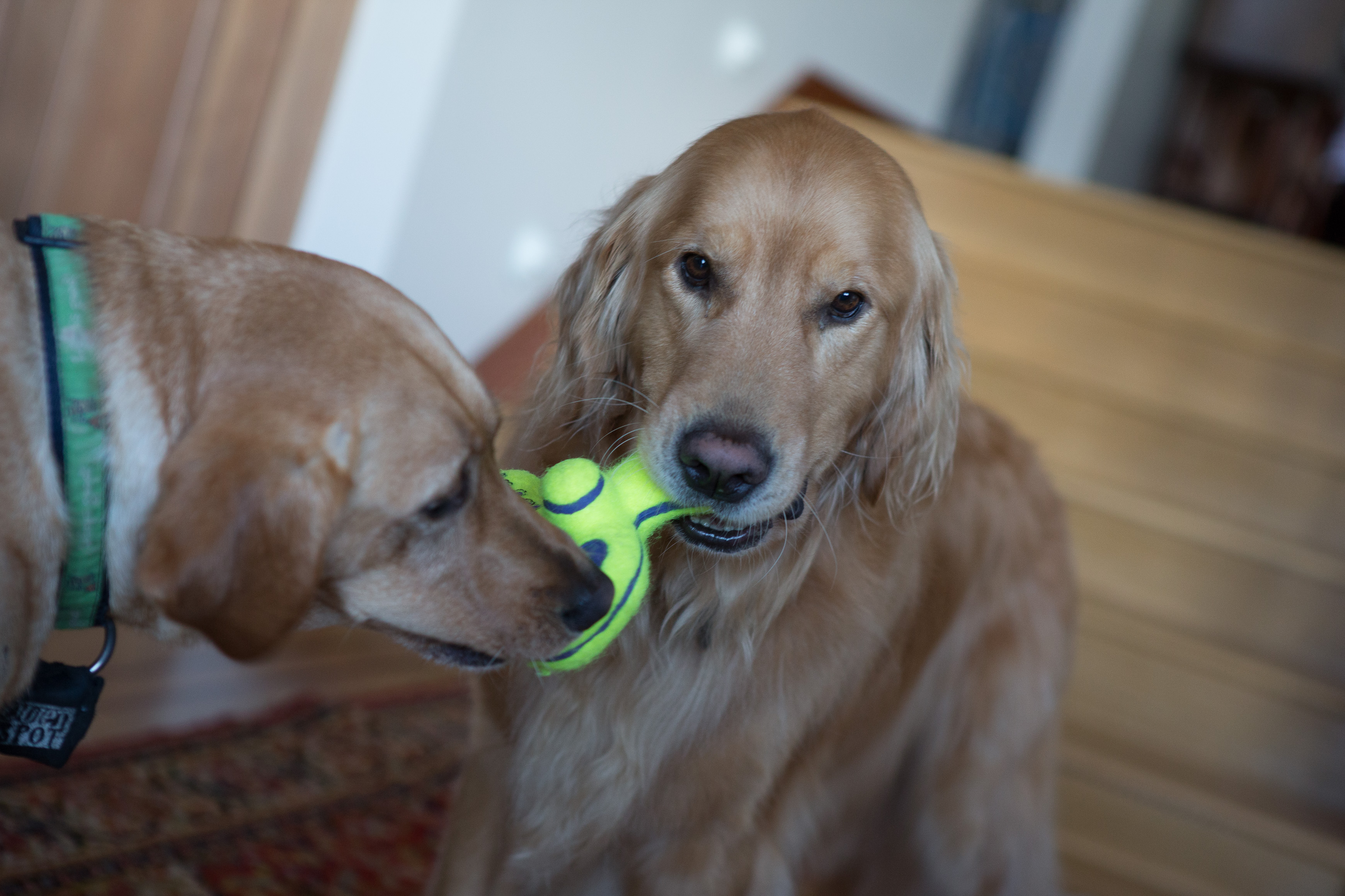 Canon Canon EOS-1D X EF24-70mm f/2.8L USM 70 mm 1/80 sec at f / 3.2 ISO 1600