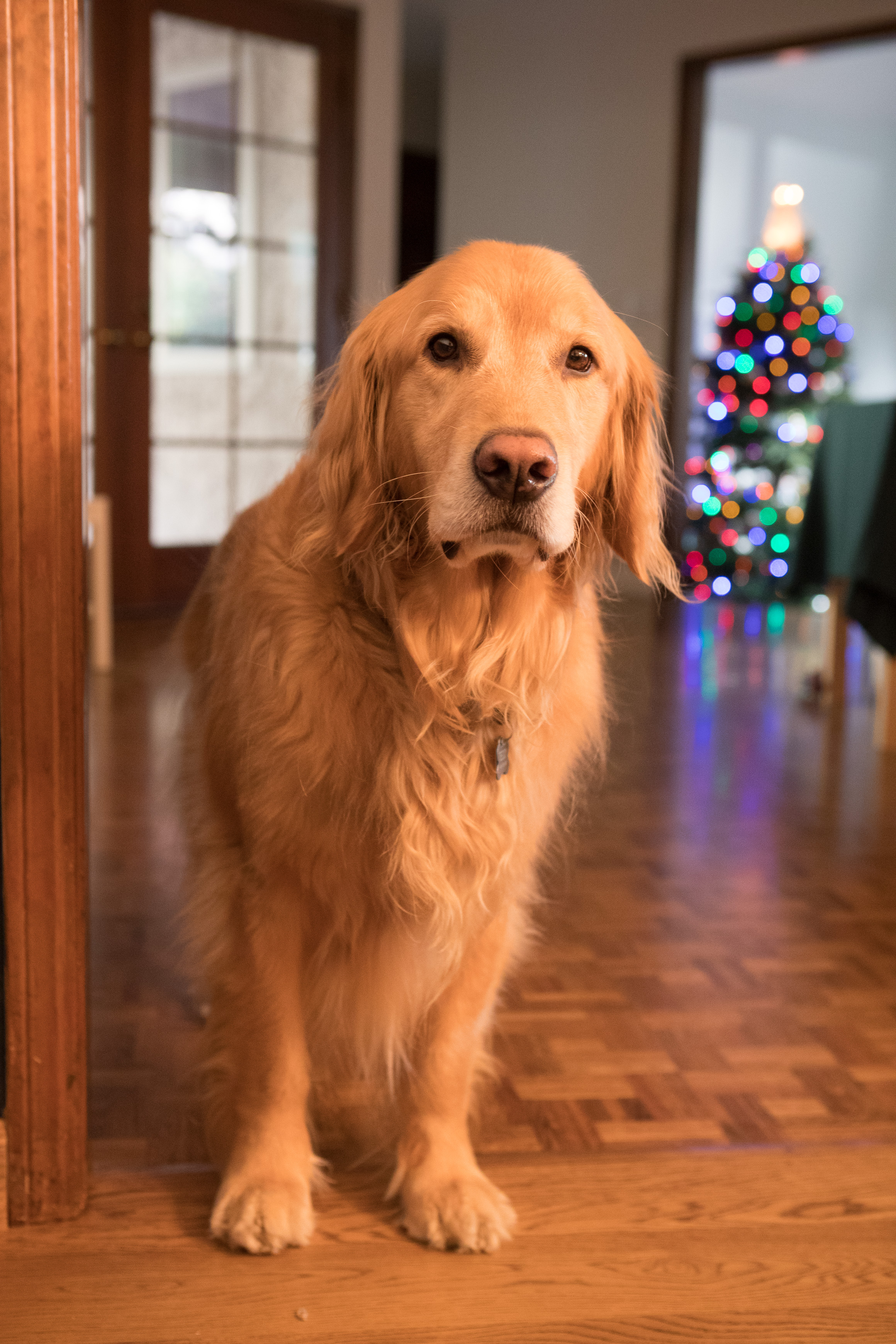 Canon Canon EOS-1D X Mark II EF24-70mm f/2.8L USM 45 mm 1/80 sec at f / 4.0 ISO 4000